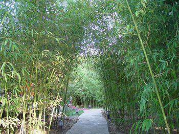 Bamboo Garden Hotel